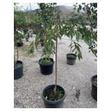 1) Pink Snow Showers Weeping Flowering Cherry