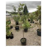 1) Profusion Crabapple Tree