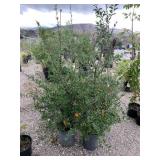 4) Pyracantha "Graberi"