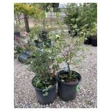 2) Snowberry
