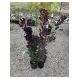 2) Purple Smoke Bush