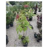 2) Red Flowering Trees