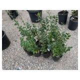 8) Hedge Cotoneaster