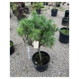 1) Tiny Kurls Dwarf Pine