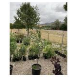 1) Green Gage Plum