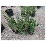 8) Hedge Cotoneaster