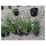 8) Hedge Cotoneaster
