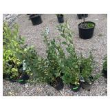 8) Hedge Cotoneaster