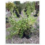4) Weeping Forsythia