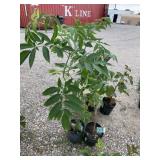 2) Elderberry