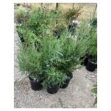 5) Rocky Mountain Junipers