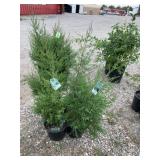 4) Rocky Mountain Junipers