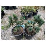 2) Dwarf Western White Pines