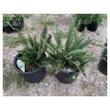 2) Fern Like Plants