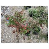 3) Burning Bush Euonymus