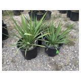 4) Yucca Plants