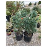 2) Dwarf Japanese White Pines
