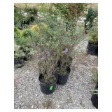 6) Dwarf Artic Blue Willows