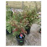 2) Burning Bush Euonymus