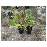 4) Lacecap Hydrangea