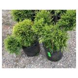 2) Sungold Thread Cypress