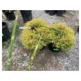 2) Raingold Arborvita