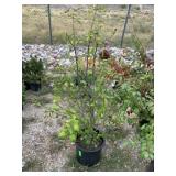 1) Rose of Sharon