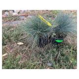 2) Elijah Blue Fescue