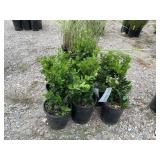 6) Winter Gem Boxwood