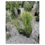 5) Zebra Grass