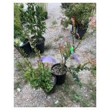 2) Evergreen Huckleberry
