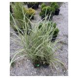 4) Varigated Grass