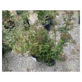 2) Anthony Waterer Spirea