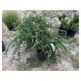 2) Trailing Willowleaf Cotoneaster
