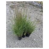 6) Decorative Grass