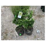 2) Dwarf Hinoki Cypress