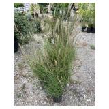 6) Decorative Grass