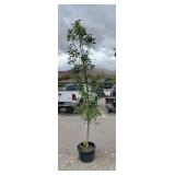 1) Fruit Flamenco Apple Tree