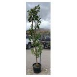 1) Fruit Maypole Apple Tree