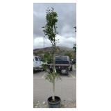 1) Columnar Apple Tree