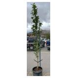 1) Columnar Apple Tree