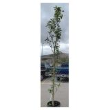 1) Columnar Apple Tree