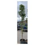 1) Columnar Apple Tree