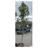 1) Columnar Apple Tree