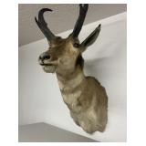 Antelope Head Mount