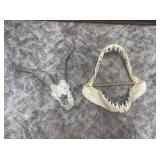 Shark Teeth and African Antelope Skull