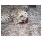 Bobcat Taxidermy
