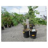 2) Oak Leaf Hydrangea