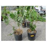 2) Oak Leaf Hydrangea