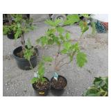 2) Oak Leaf Hydrangea